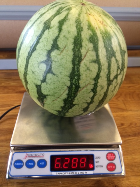 weighing watermelon